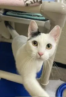 Parmesan - Turkish Van