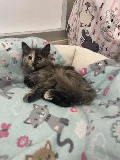 Rose - Tortoiseshell