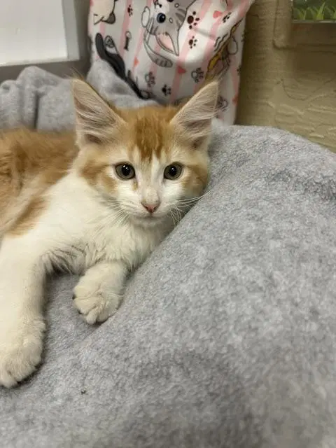 Poppy - Maine Coon Mix