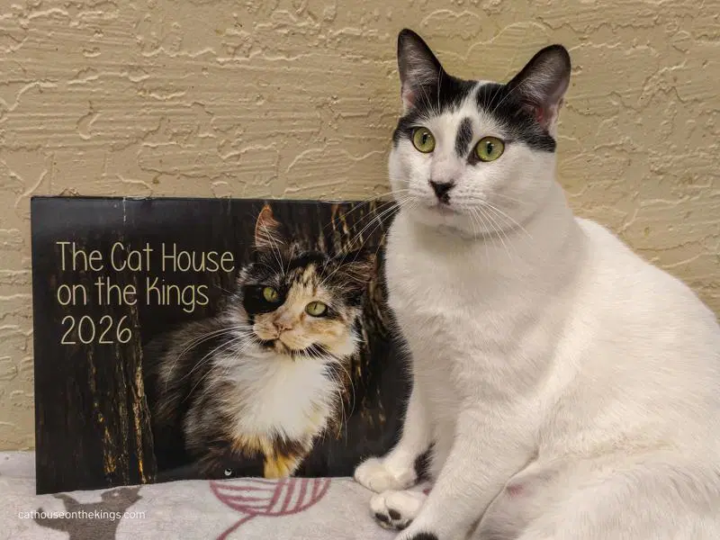 Benny - Domestic Short Hair
