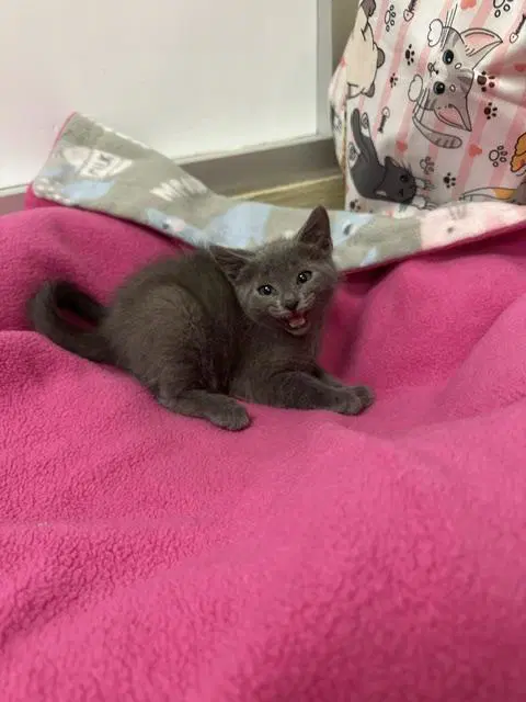 Gucci - Russian Blue Mix