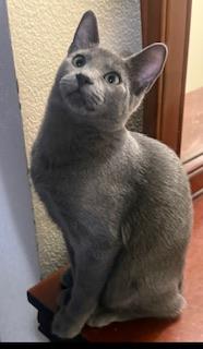 Gucci, a cat for adoption from The Cat House on the Kings