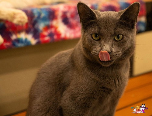 Gucci, Russian Blue / Mixed