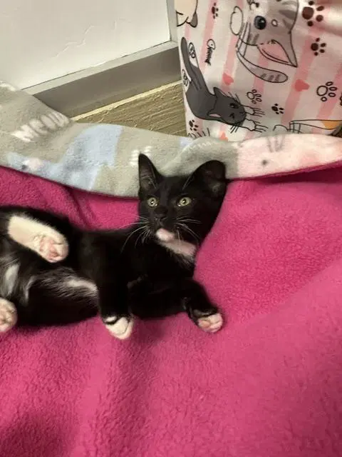 Juliet - Domestic Short Hair