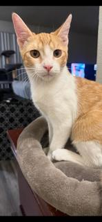 Louie, a cat for adoption from The Cat House on the Kings