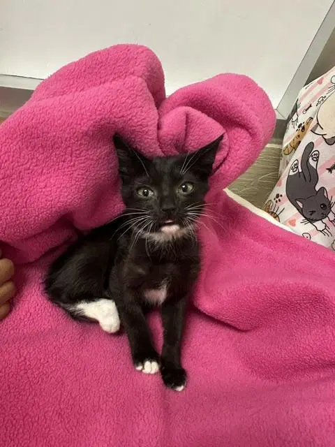 Romeo - Domestic Short Hair