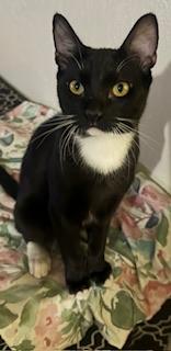 Cat 27940 (Romeo)