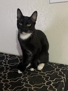 Cat 27940 (Romeo), photo 2