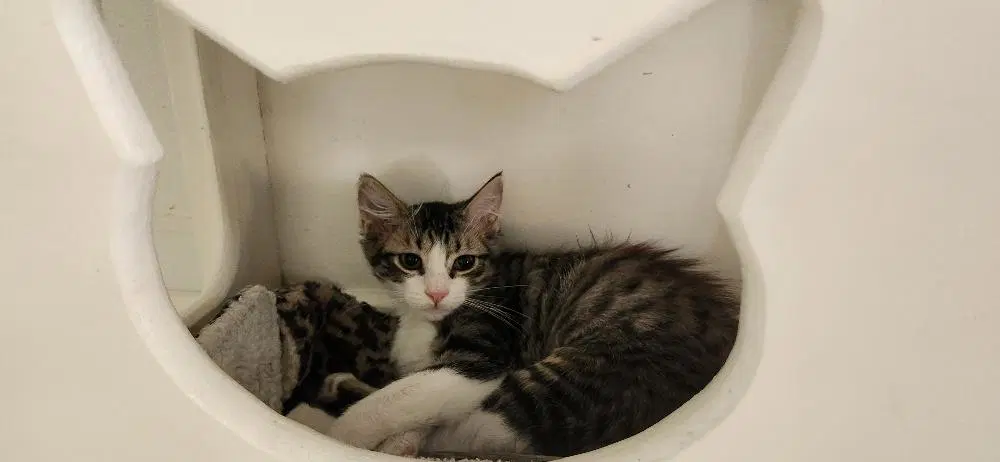 Kitten  Jasper - Maine Coon Mix