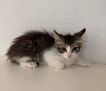 Kitten  Jasper image 2