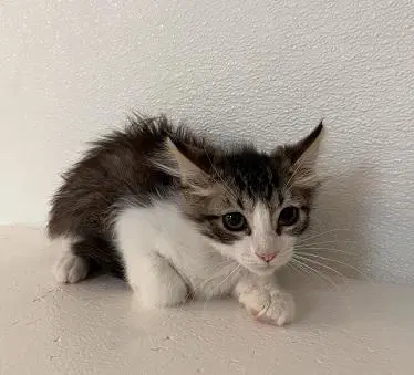 Kitten  Jasper image 3