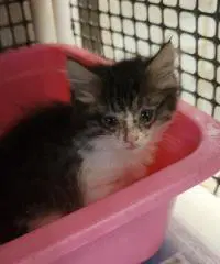 Kitten  Jasper image 4