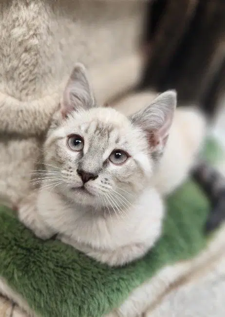 Kitten  River - Siamese Mix