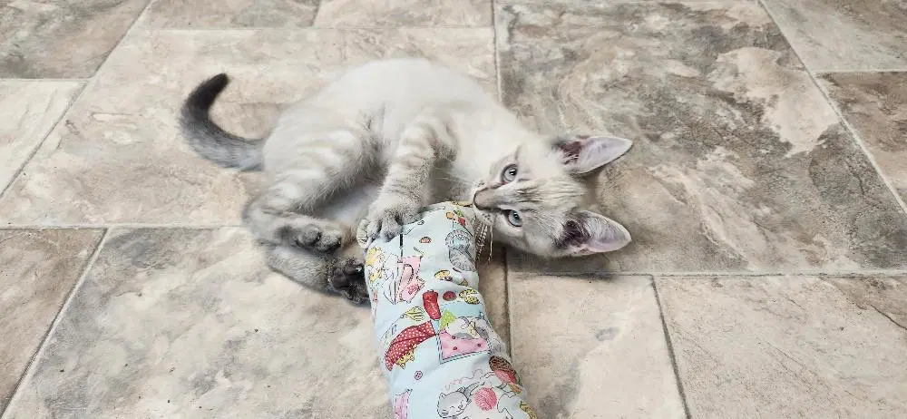 Kitten  River image 2