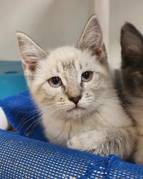 Kitten  River image 3