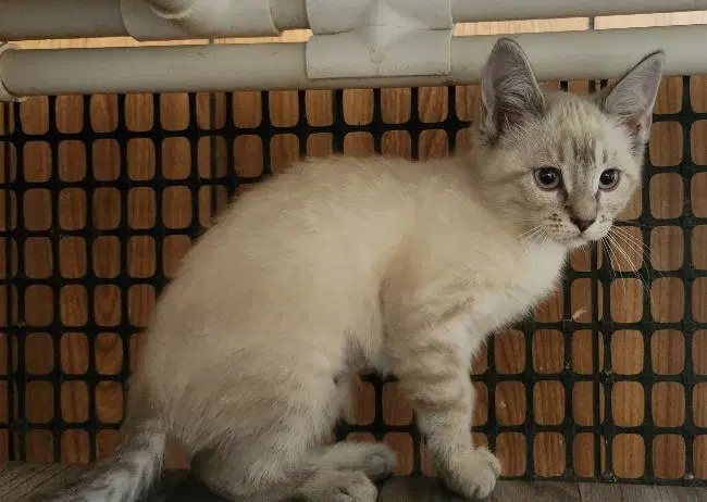Kitten  River image 4