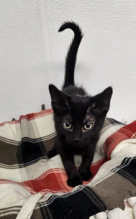Kitten  Licorice - Domestic Medium Hair