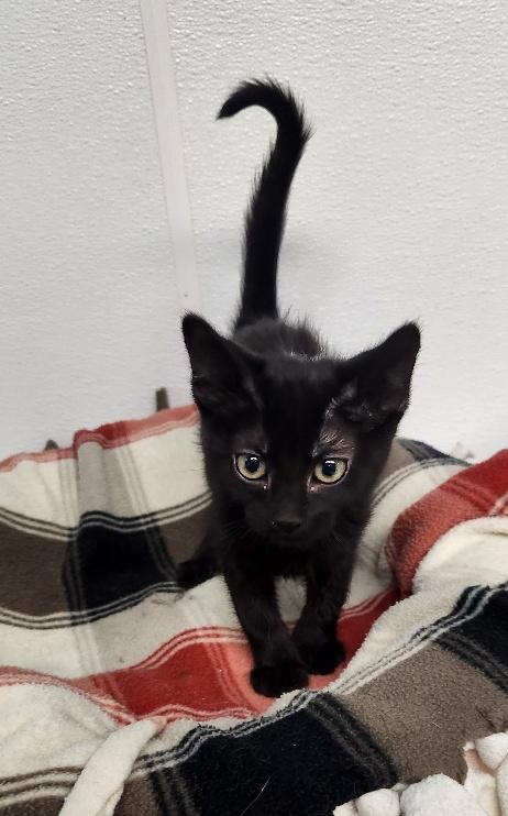 Kitten  Licorice