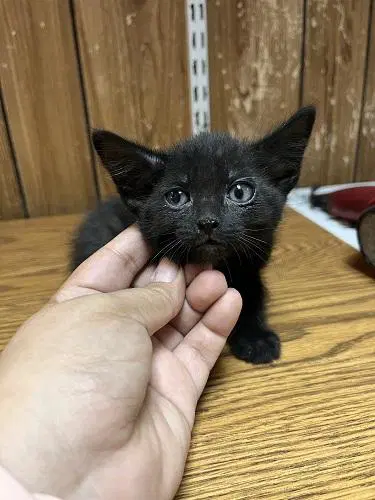 Kitten  Licorice image 2