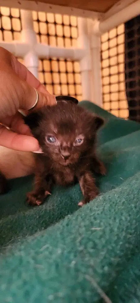 Kitten  Licorice image 3