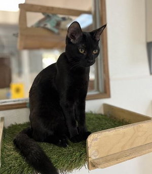 Cat 27770, photo 2