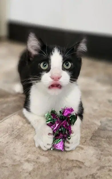 Kitten  Monster - Domestic Short Hair