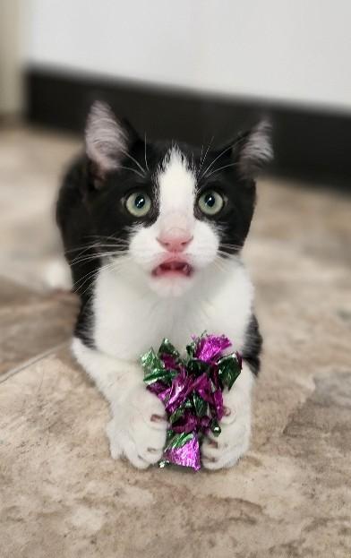Kitten  Monster