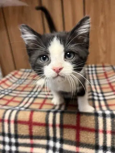 Kitten  Monster image 3