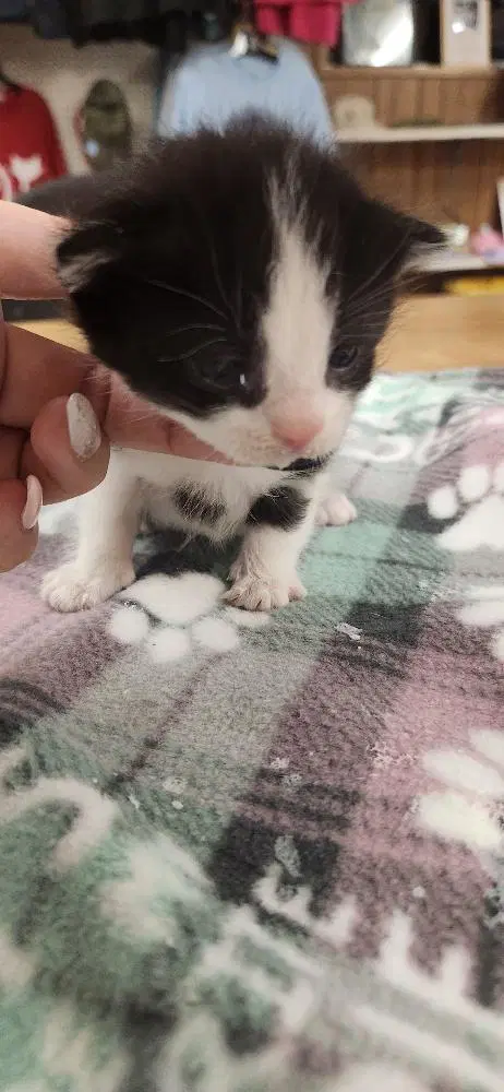 Kitten  Monster image 4