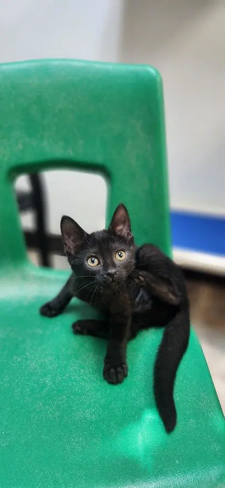 Kitten  Dot - Domestic Short Hair