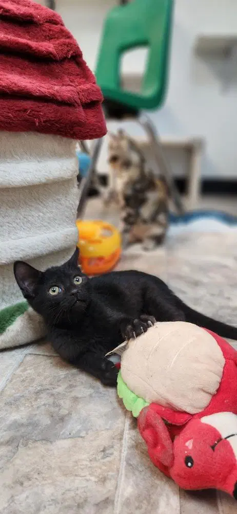 Kitten  Dot image 2
