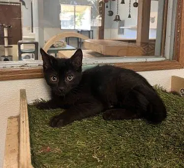 Kitten  Dot image 3