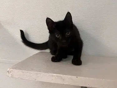 Kitten  Dot image 4