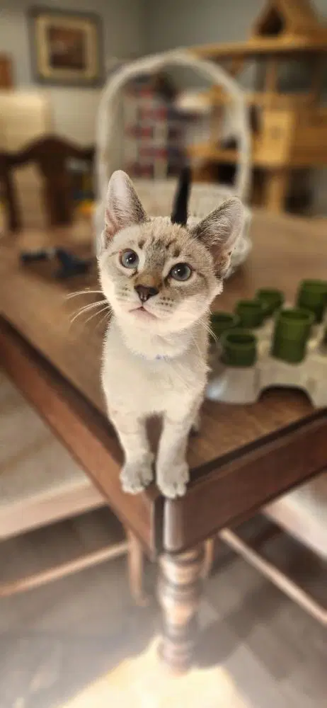 Kitten  Larry - Siamese