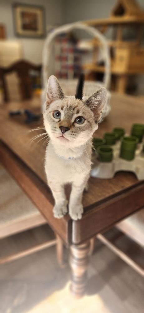 Kitten  Larry