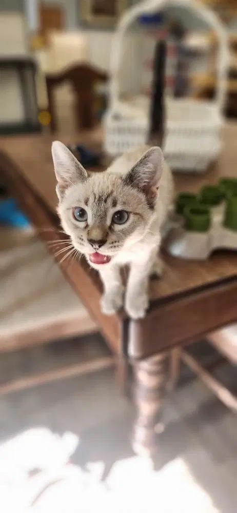 Kitten  Larry image 2