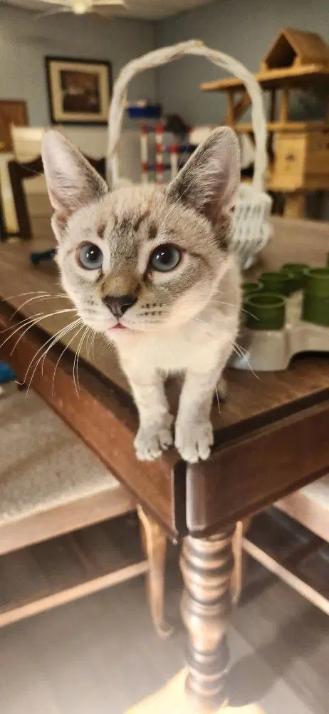 Kitten  Larry image 3