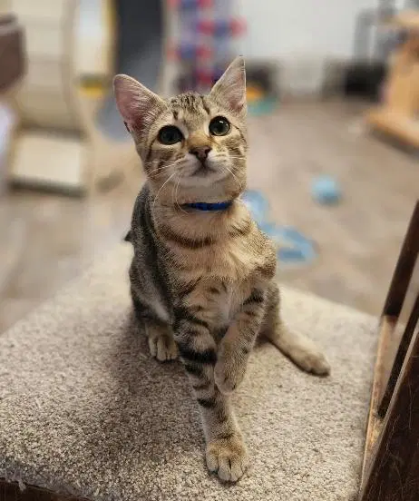 Anchovy - Domestic Short Hair