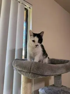 Chicken Sandwich - Domestic Short Hair