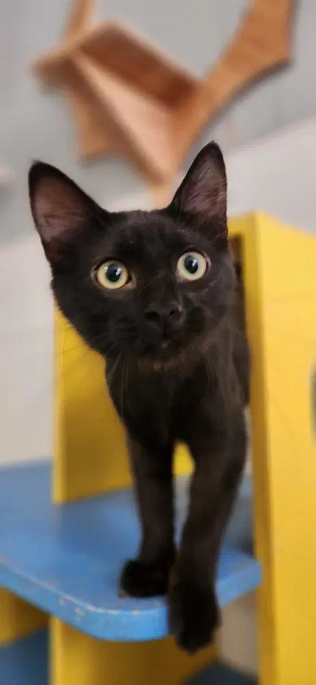 Kitten  Misty - Domestic Medium Hair