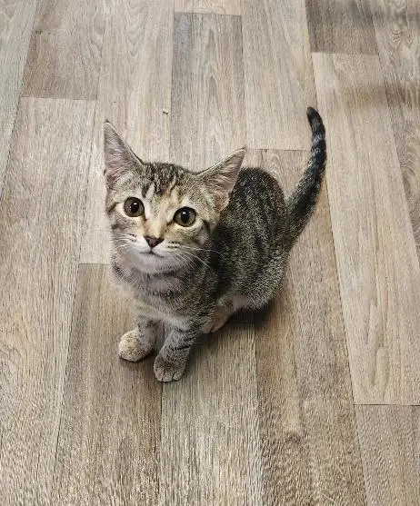 Kitten  Minnow - Torbie