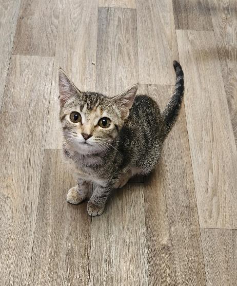 Kitten  Minnow