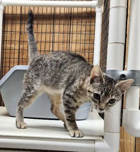 Kitten  Minnow image 2