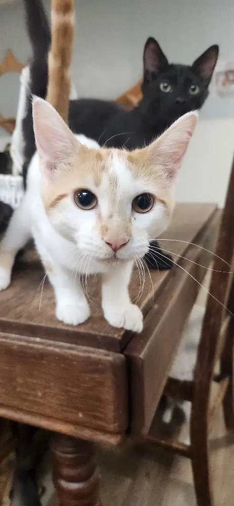 Kitten  Strudel - Domestic Short Hair