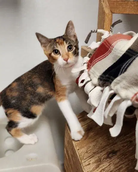 Kitten  June - Calico