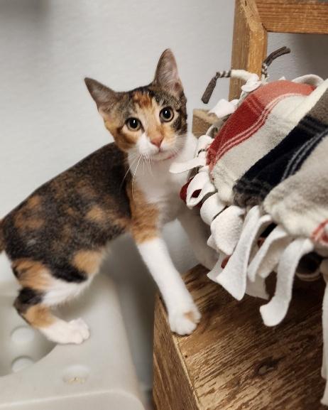 Kitten  June