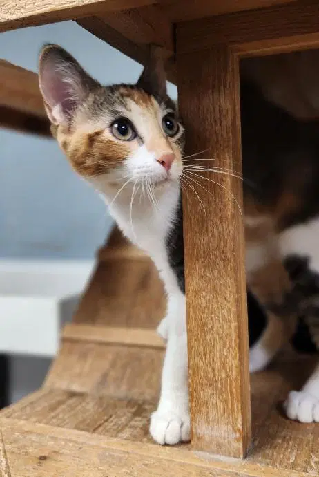 Kitten  June image 2