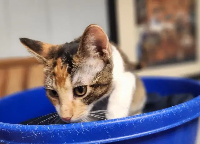 Kitten  June image 3