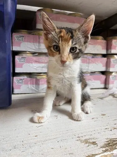 Kitten  June image 4