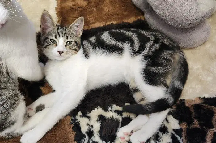 Kitten  Frank - Domestic Short Hair